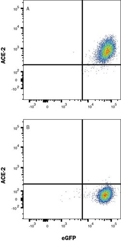 Human ACE-2 Alexa Fluor 700-conjugated Antibody, R D Systems 100 &mu;g;