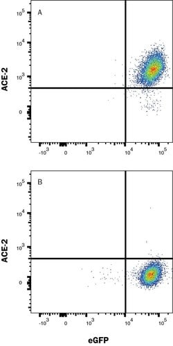 Human ACE-2 Alexa Fluor 647-conjugated Antibody, R D Systems 100 &mu;g;