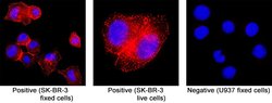 ErbB2/Her2 (Research Grade Trastuzumab Biosimilar) Biotinylated Antibody,