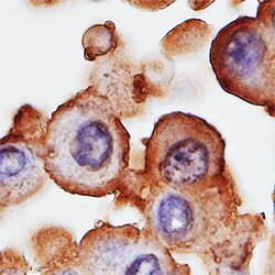 Human/Mouse/Rat gp96/HSP90B1 Antibody, R D Systems 100&mu;g; Unlabeled:Antibodies,