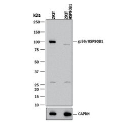Human/Mouse/Rat gp96/HSP90B1 Antibody, R D Systems 100&mu;g; Unlabeled:Antibodies,