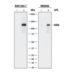Human/Mouse/Rat iNOS Antibody, R D Systems 100ug; Unlabeled:Antibodies,