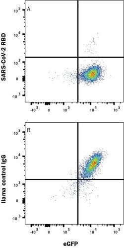 SARS-CoV-2 Spike RBD LlaMABodyTM Bivalent VHH HuIgG2 Fusion Antibody, R