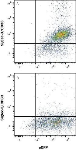 Human Siglec-3/CD33 LlamabodyTM VHH His-tag Antibody, R D Systems:Antibodies:Primary