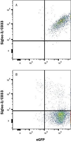 Human Siglec-3/CD33 LlamabodyTM VHH His-tag Antibody, R D Systems:Antibodies:Primary