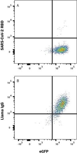SARS-CoV-2 Spike RBD LlaMABodyTM Bivalent VHH HuIgG2 Fusion Antibody, R