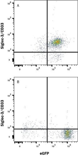 Human Siglec-3/CD33 LlaMABodyTM Bivalent VHH Llama IgG2 Fusion Antibody,