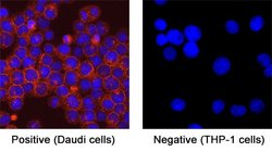Human Siglec-2/CD22 LlaMABodyTM VHH Antibody, R D Systems 100 &mu;g; Unconjugated:Antibodies,