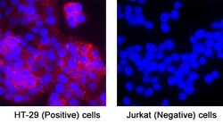 Human CD44 Antibody, R&D Systems™