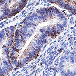 Human CD44 Antibody, R D Systems 25 &mu;g; Unconjugated:Antibodies, Monoclonal