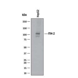 Human ITIH2 Antibody, R D Systems:Antibodies:Primary Antibodies