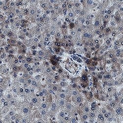 Human ITIH2 Antibody, R D Systems 25 &mu;g; Unconjugated:Antibodies, Monoclonal