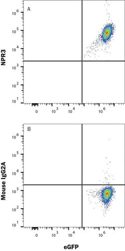 Human NPRC/NPR3 Antibody, R D Systems:Antibodies:Primary Antibodies