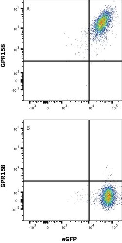 Human GPR158 Antibody, R D Systems:Antibodies:Primary Antibodies