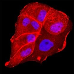 Human GPR158 Antibody, R D Systems:Antibodies:Primary Antibodies