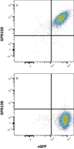 Human GPR158 Antibody, R D Systems 25 &mu;g; Unconjugated:Antibodies, Monoclonal