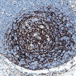 Human TMEM119 Antibody, R D Systems:Antibodies:Primary Antibodies