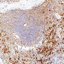 Human Perforin Antibody, R D Systems 25 &mu;g; Unconjugated:Antibodies,