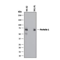 Human Perforin Antibody, R D Systems 25 &mu;g; Unconjugated:Antibodies,