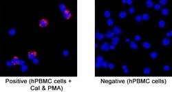Human IL-2 Antibody, R D Systems:Antikroppar:Primära antikroppar