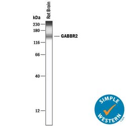 Human/Mouse/Rat GABAB R2 Antibody, R D Systems:Antibodies:Primary Antibodies