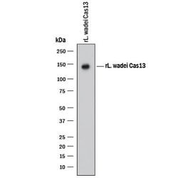 CRISPR-Cas13a Antibody, R D Systems 25 &mu;g; Unconjugated:Antibodies,