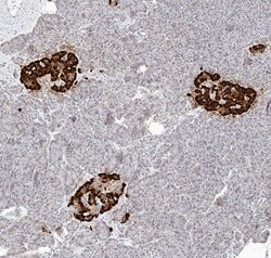 Human GLP-1 Antibody, R D Systems 100 &mu;g; Unconjugated:Antibodies, Monoclonal
