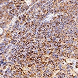 Human CD45RB Antibody, R D Systems 100 &mu;g; Unconjugated:Antibodies,