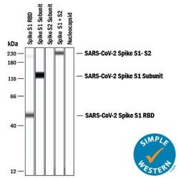 SARS-CoV-2 Spike RBD Antibody, R D Systems:Antibodies:Primary Antibodies