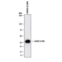 SARS-CoV-2 Spike RBD Antibody, R D Systems:Antibodies:Primary Antibodies