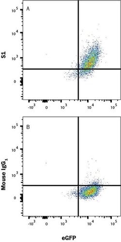 SARS-CoV-2 Spike S1 Subunit Antibody, R D Systems 100 &mu;g; Unconjugated:Antibodies,