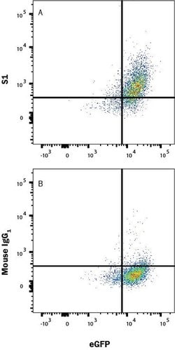 SARS-CoV-2 Spike S1 Subunit Antibody, R D Systems 100 &mu;g; Unconjugated:Antibodies,