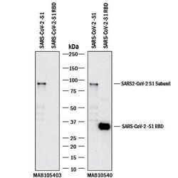 SARS-CoV-2 Spike S1 Subunit Antibody, R D Systems 100 &mu;g; Unconjugated:Antibodies,