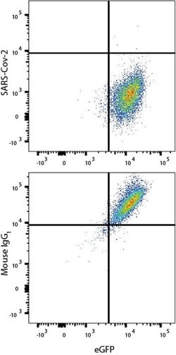 SARS-CoV-2 Spike S1 Subunit Antibody, R D Systems 25 &mu;g | Buy Online | R&D Systems | Fisher Scientific
