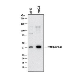 Human FFAR3/GPR41 MAb (Clone 2590G), R D Systems 25 &mu;g; Unconjugated:Antibodies,