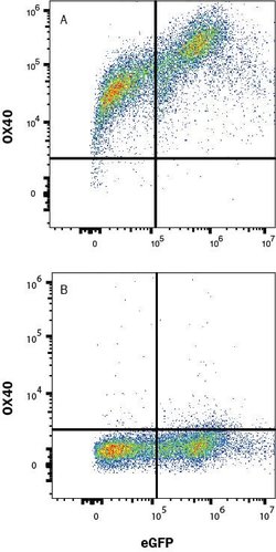 Human OX40/TNFRSF4 Antibody, R D Systems 25 &mu;g; Unconjugated:Antibodies,