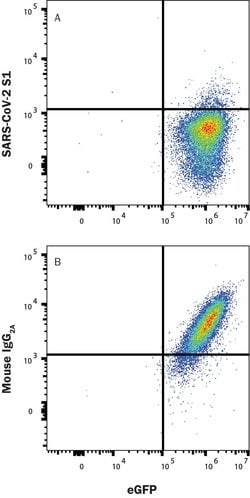 SARS-CoV-2 Spike RBD Antibody, R D Systems:Antibodies:Primary Antibodies