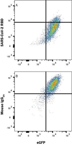 SARS-CoV-2 Spike RBD Antibody, R D Systems:Antibodies:Primary Antibodies