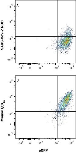 SARS-CoV-2 Spike RBD Antibody, R D Systems 100 &mu;g; Unconjugated:Antibodies,