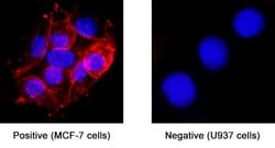 Human CD9 Antibody, R D Systems 100 &mu;g; Unconjugated:Antibodies, Monoclonal