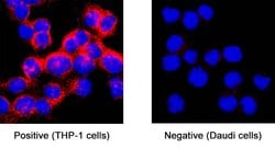 Human EMILIN2 Antibody, R D Systems:Antibodies:Primary Antibodies