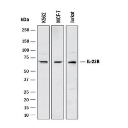 Human/Cynomolgus Monkey IL-23R Antibody, R D Systems:Antibodies:Primary