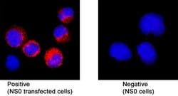 Mouse GRIN1/NMDAR1 Antibody, R D Systems 25 &mu;g; Unconjugated:Antibodies,