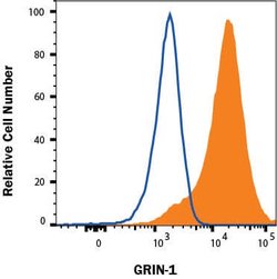 Mouse GRIN1/NMDAR1 Antibody, R D Systems 25 &mu;g; Unconjugated:Antibodies,