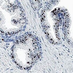 Human PSGR Antibody, R D Systems 100 &mu;g; Unconjugated:Anticorps, Monoclonal