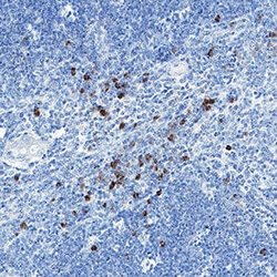 Human CD3 delta/CD3d Antibody, R D Systems 100 &mu;g; Unconjugated:Antibodies,