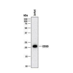 Human CD3 delta/CD3d Antibody, R D Systems 100 &mu;g; Unconjugated:Antibodies,