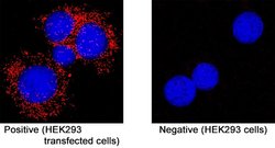 SARS-CoV-2 ORF3a Antibody, R D Systems 25 &mu;g; Unconjugated:Antibodies,