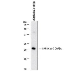 SARS-CoV-2 ORF3a Antibody, R D Systems 25 &mu;g; Unconjugated:Antibodies,