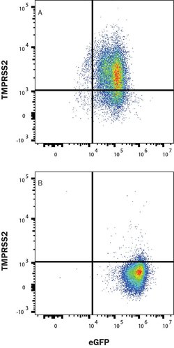 Human TMPRSS2 Antibody, R D Systems 25 &mu;g; Unconjugated:Antibodies,